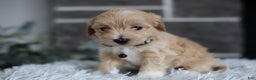 Maltipoo dogs for sale: Milo - Ad 6