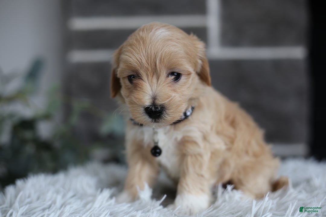 Maltipoo dogs for sale: Milo - Ad 6
