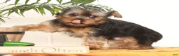 Yorkshire Terrier dogs for sale: Bowie - Ad 5