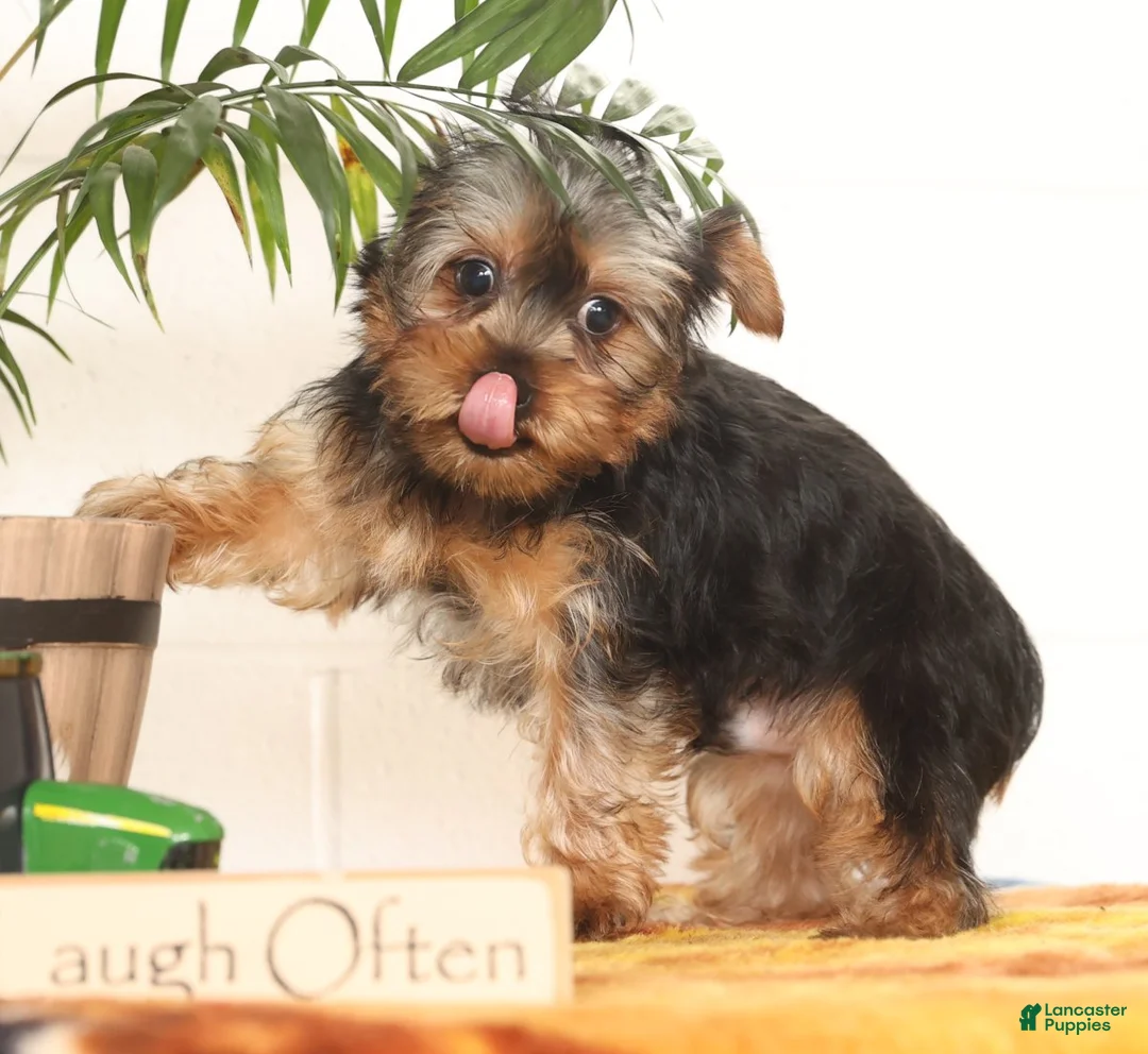 Yorkshire Terrier dogs for sale: Bowie - Ad 5