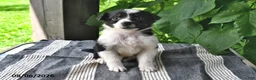 Mixed Breed dogs for sale: Ella - Ad 3