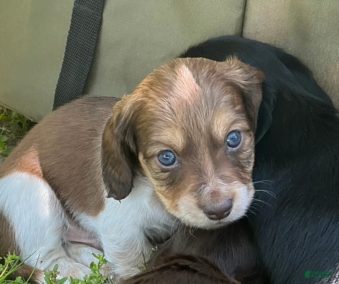 Miniature Dachshund dogs for sale: Cooper - Ad 1