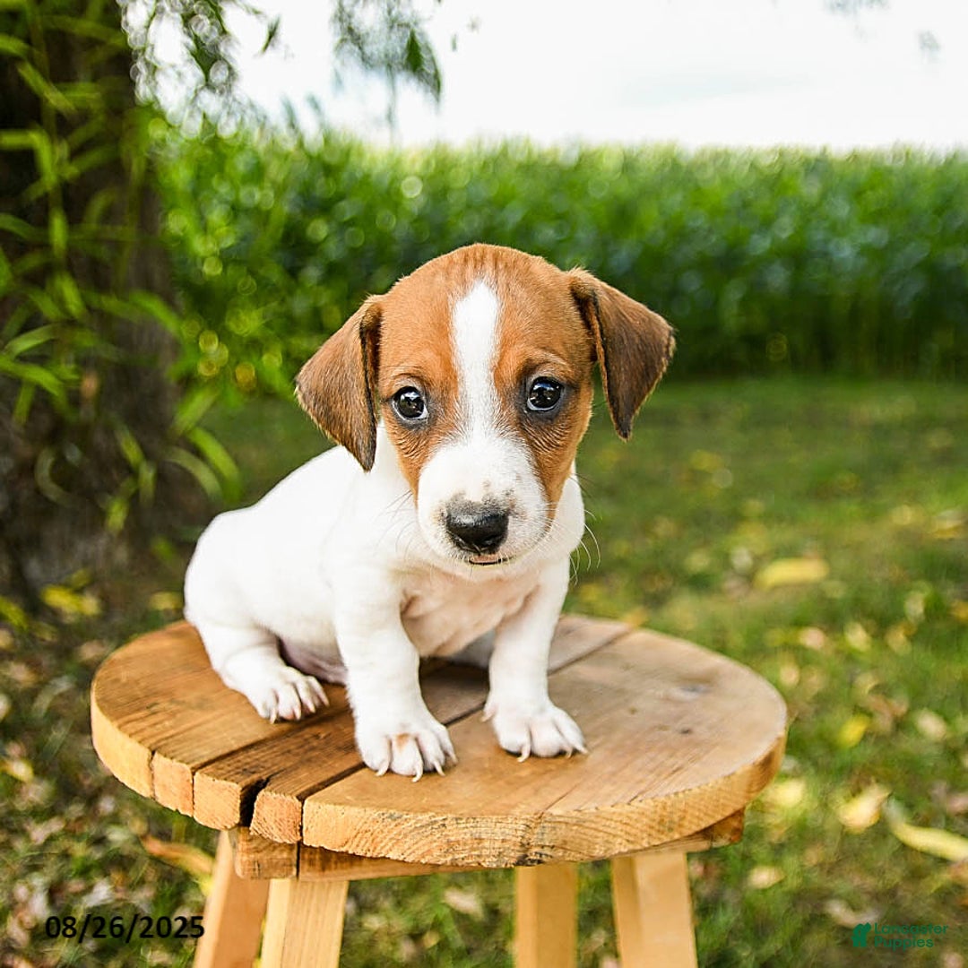 Jack Russell Terrier dogs for sale: Eddie - Ad 3