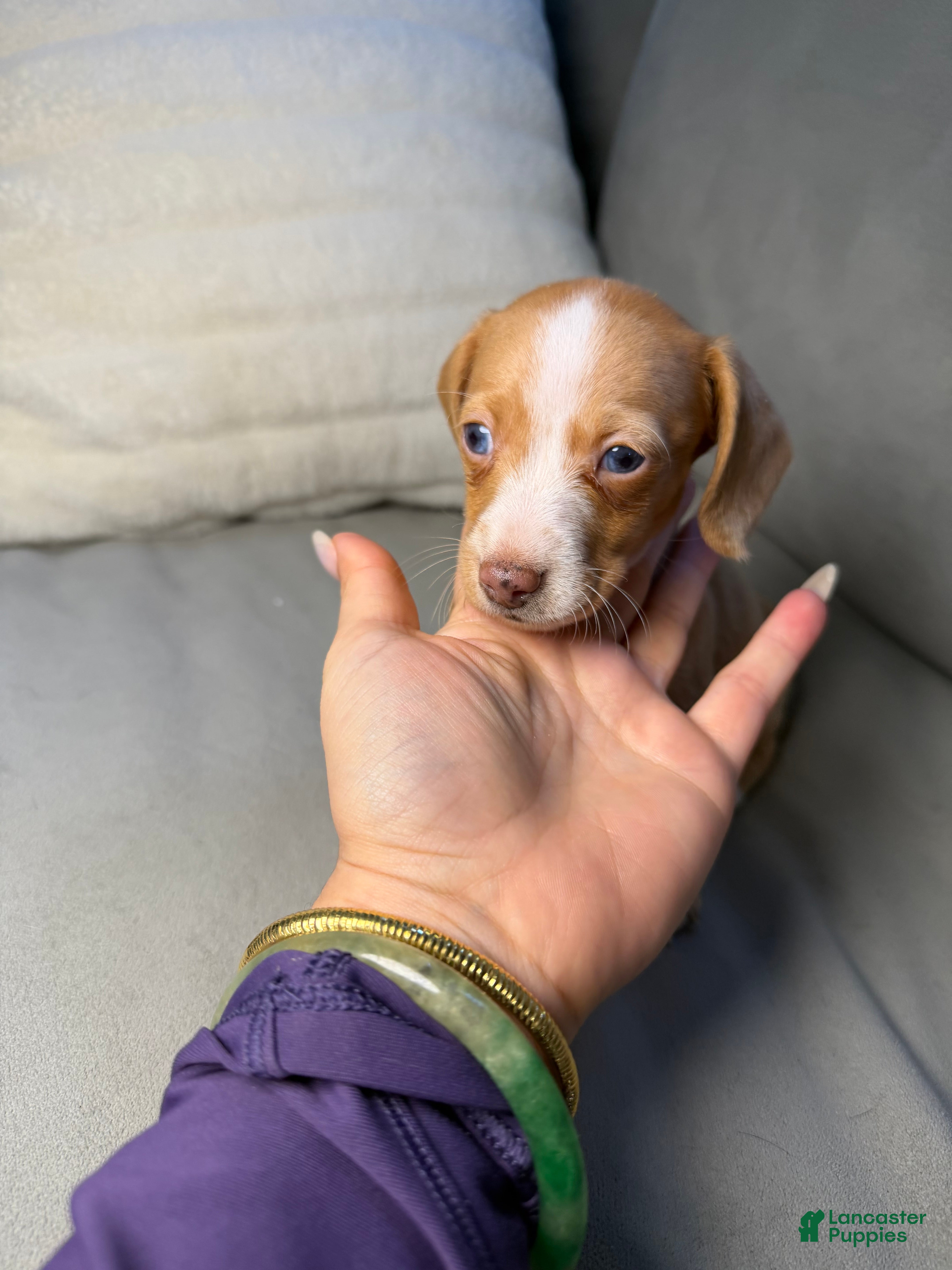 Miniature Dachshund dogs Bella - Ad 10