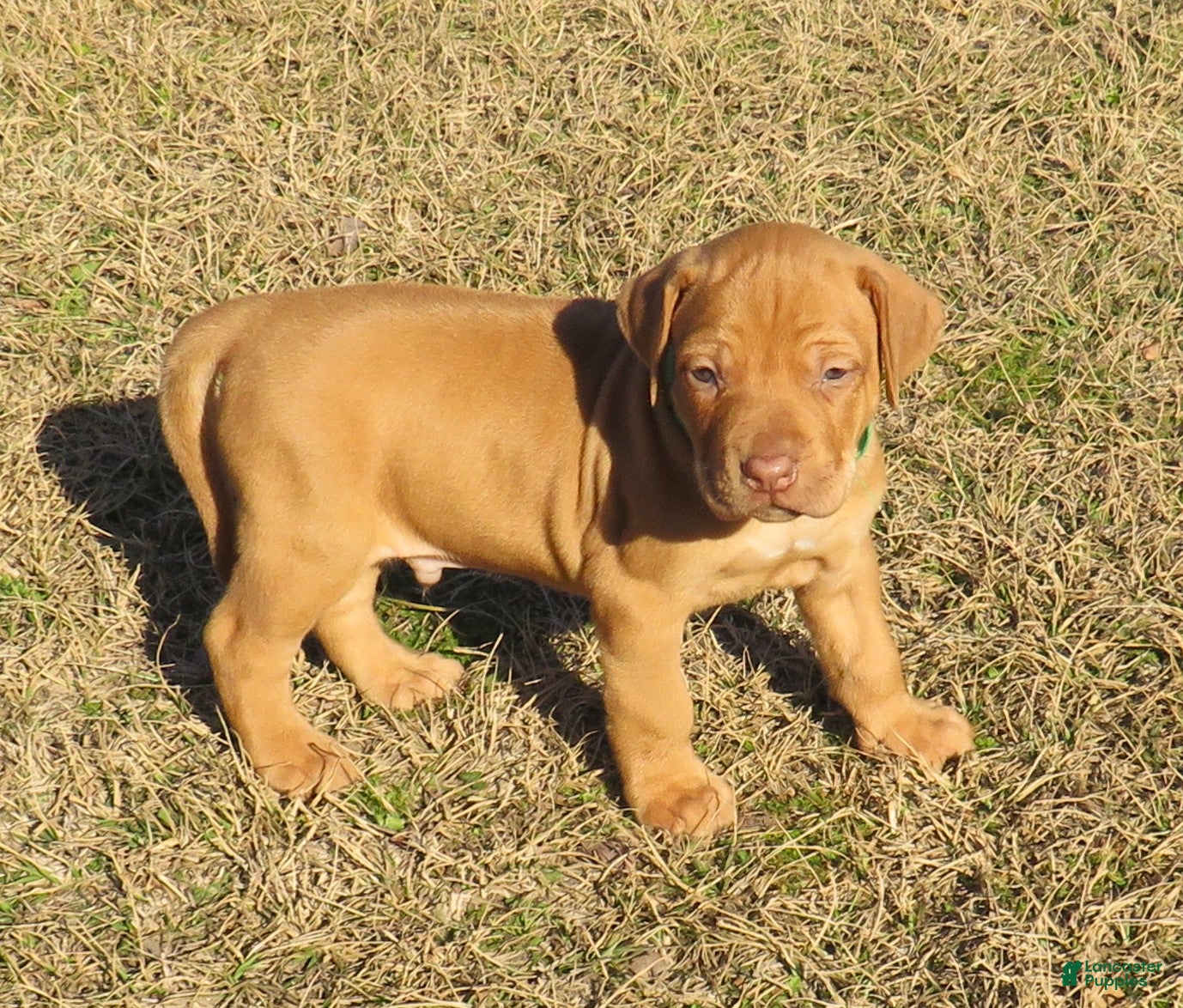 Rhodesian Ridgeback dogs Rhodesian Ridgeback Puppy 3 - Ad 2