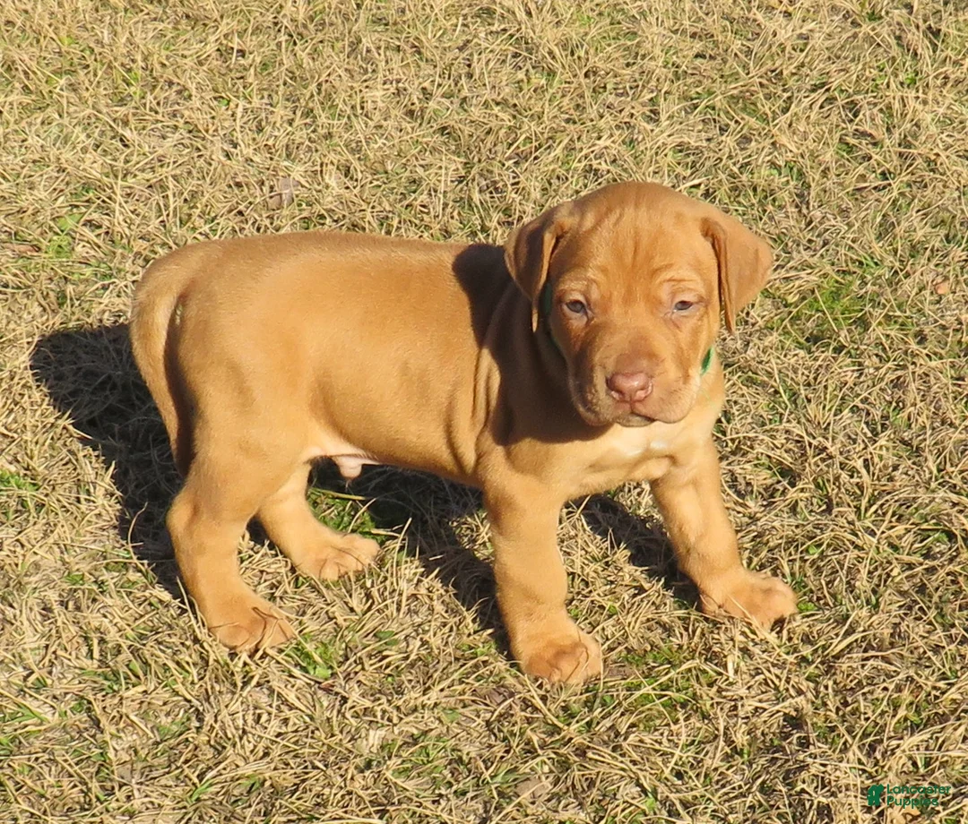 Rhodesian Ridgeback dogs for sale: Rhodesian Ridgeback Puppy 3 - Ad 1