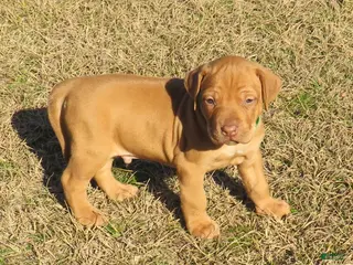 Rhodesian Ridgeback dogs Rhodesian Ridgeback Puppy 3 - Ad 2
