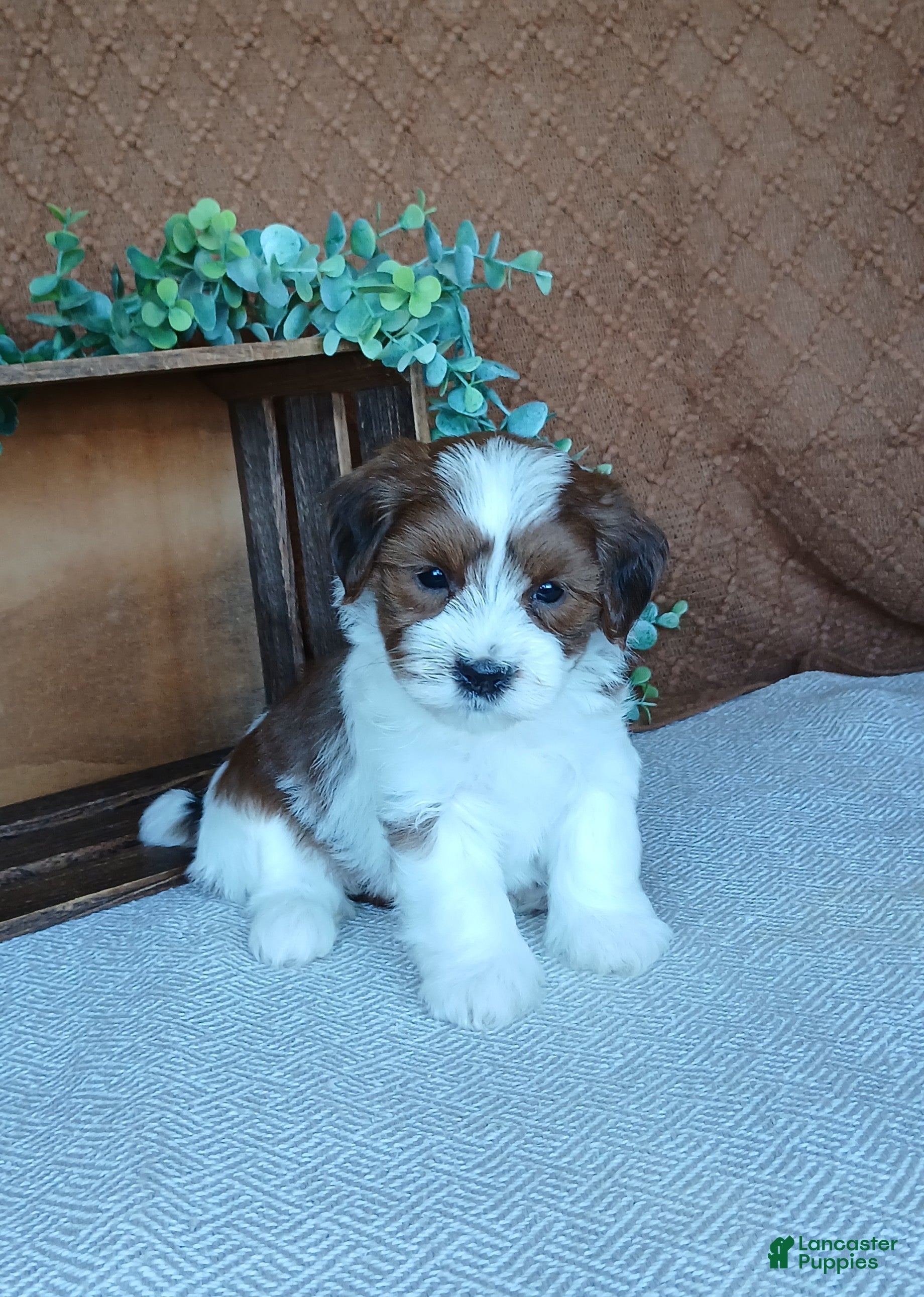 Havanese dogs Kenya - Ad 2