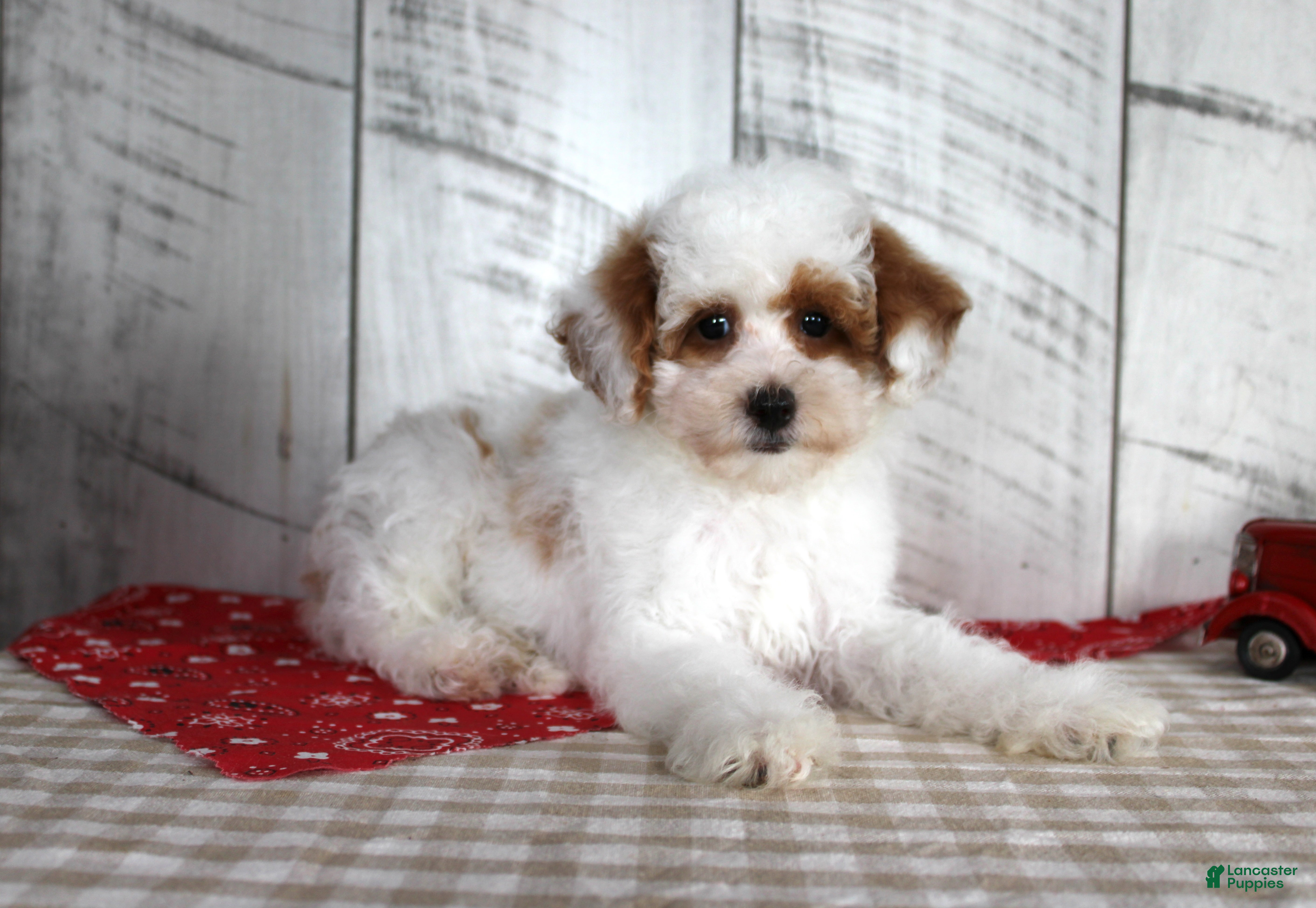 Mixed Breed dogs Nacho - Ad 11