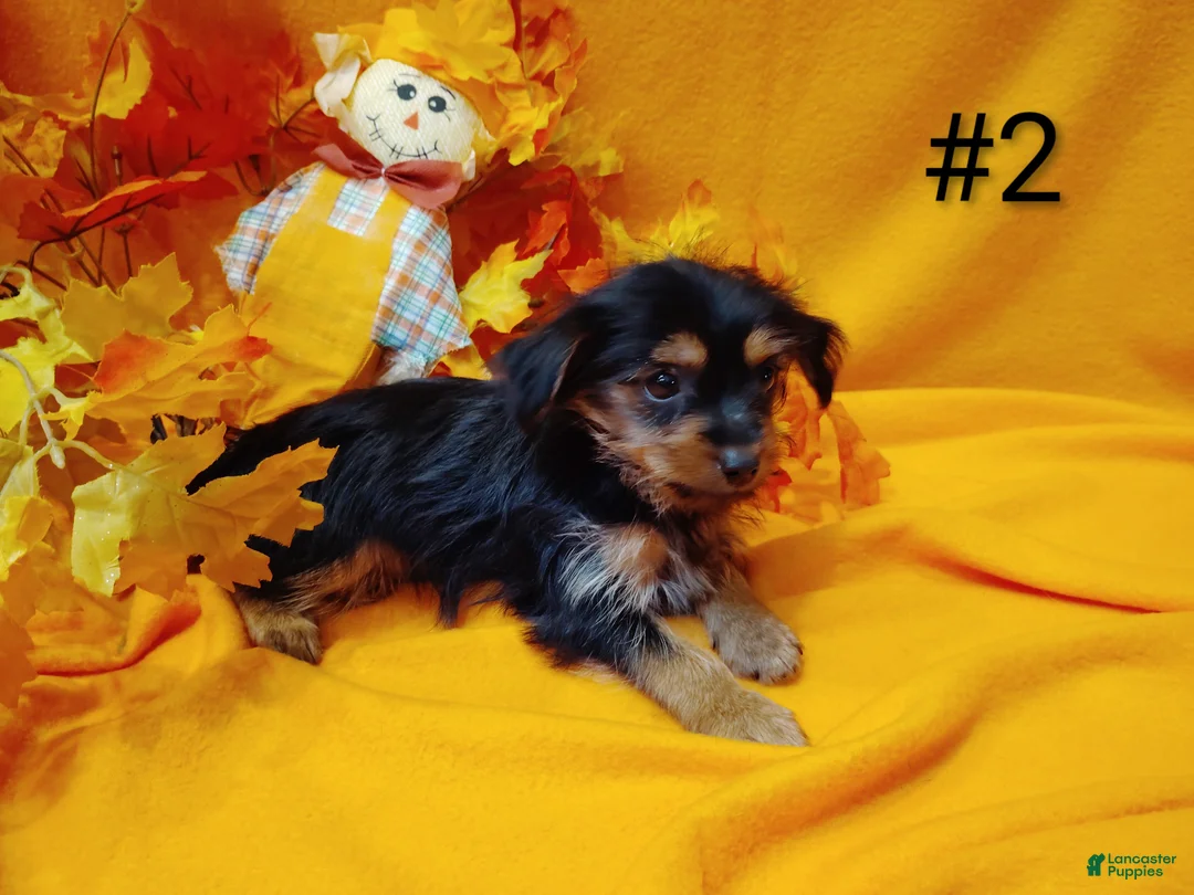 Yorkshire Terrier dogs for sale: Yorkshire Terrier 1 - Ad 2