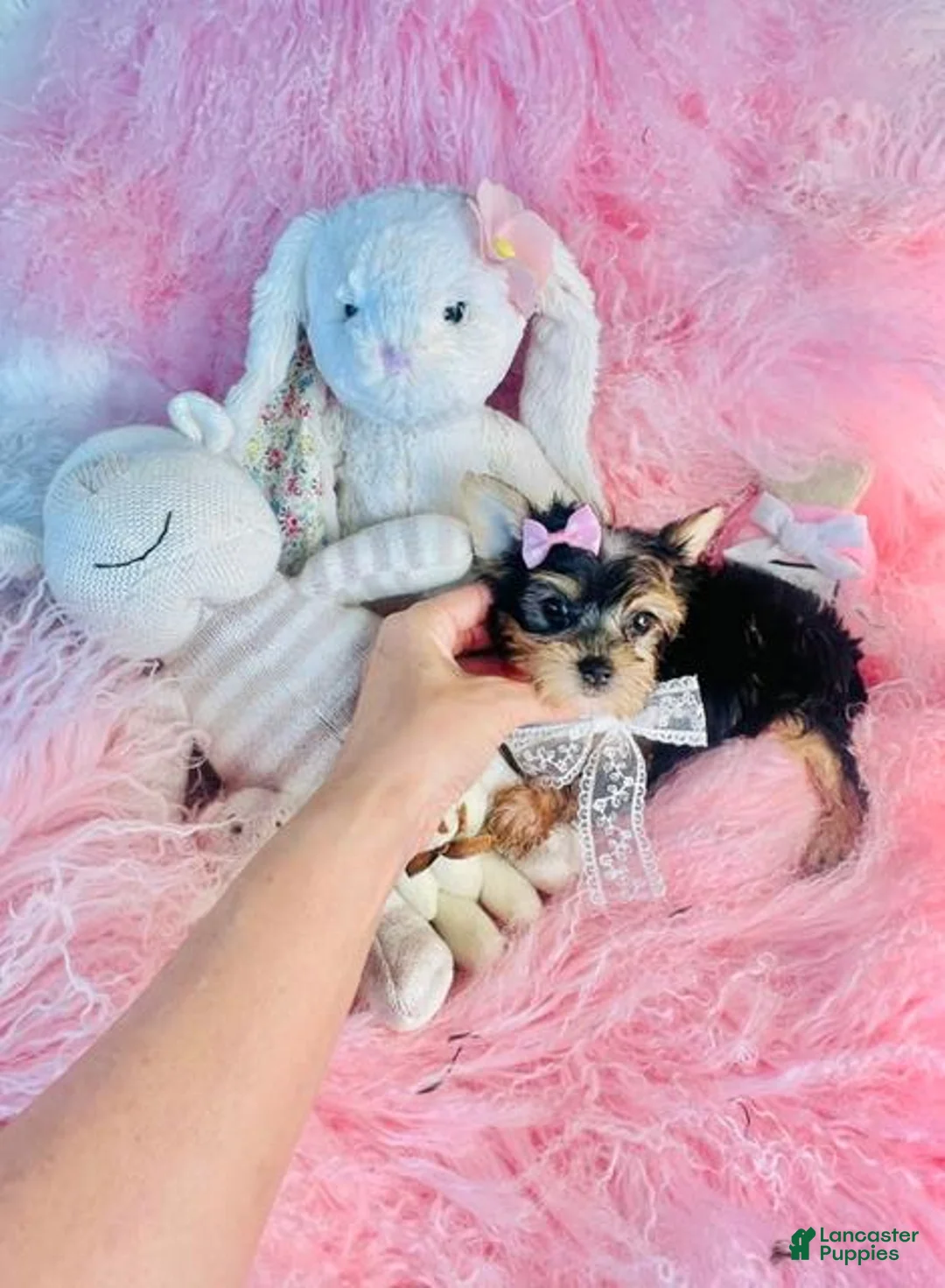 Yorkshire Terrier dogs for sale: Yorkshire Terrier 1 - Ad 1
