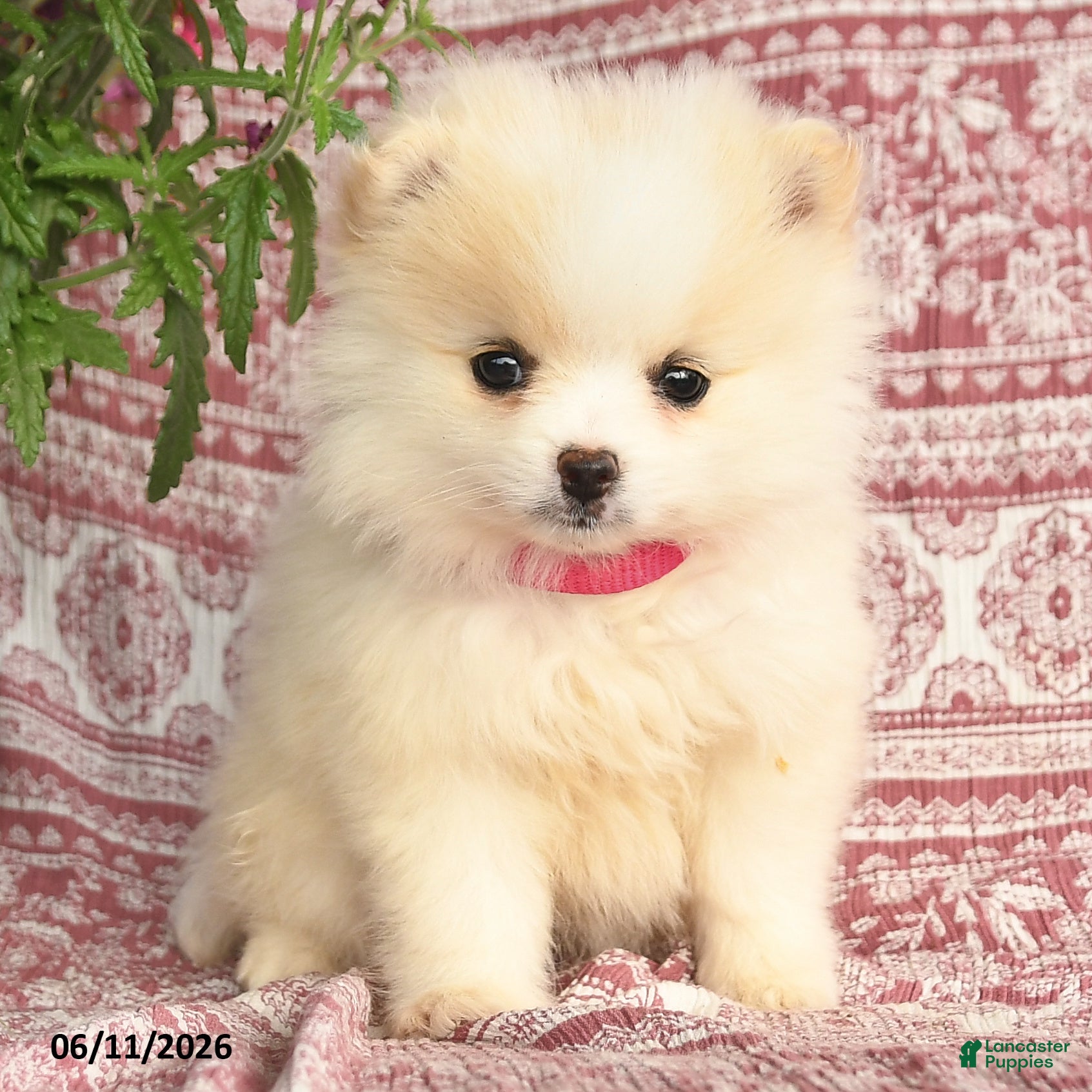 Pomeranian dogs Monica - Ad 2