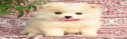 Pomeranian dogs for sale: Monica - Ad 2