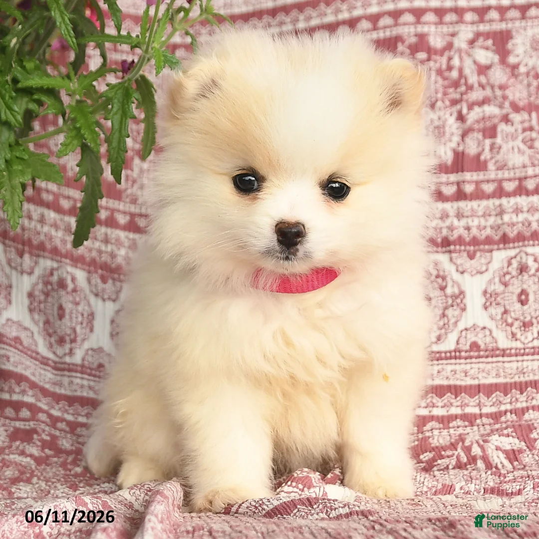 Pomeranian dogs for sale: Monica - Ad 2