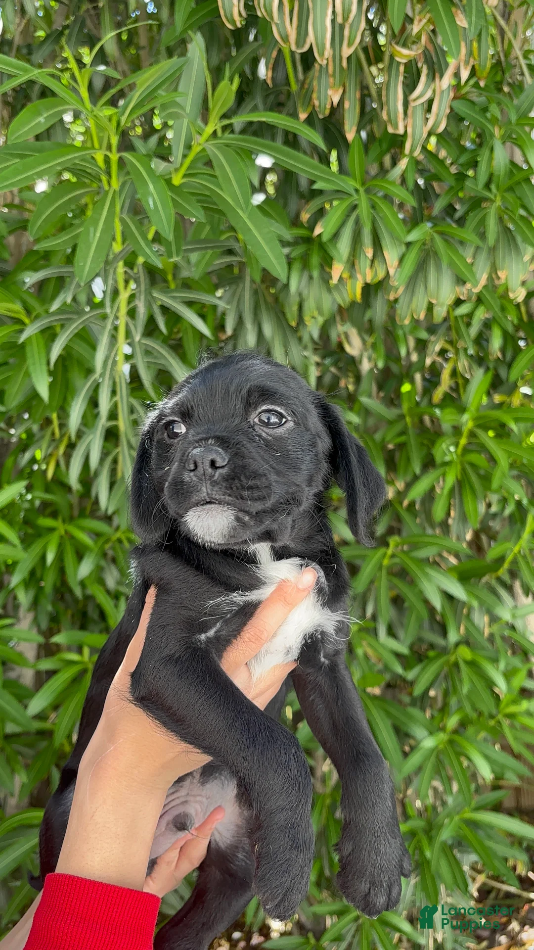 Mixed Breed dogs for sale: Pongo 🤍 - Ad 2