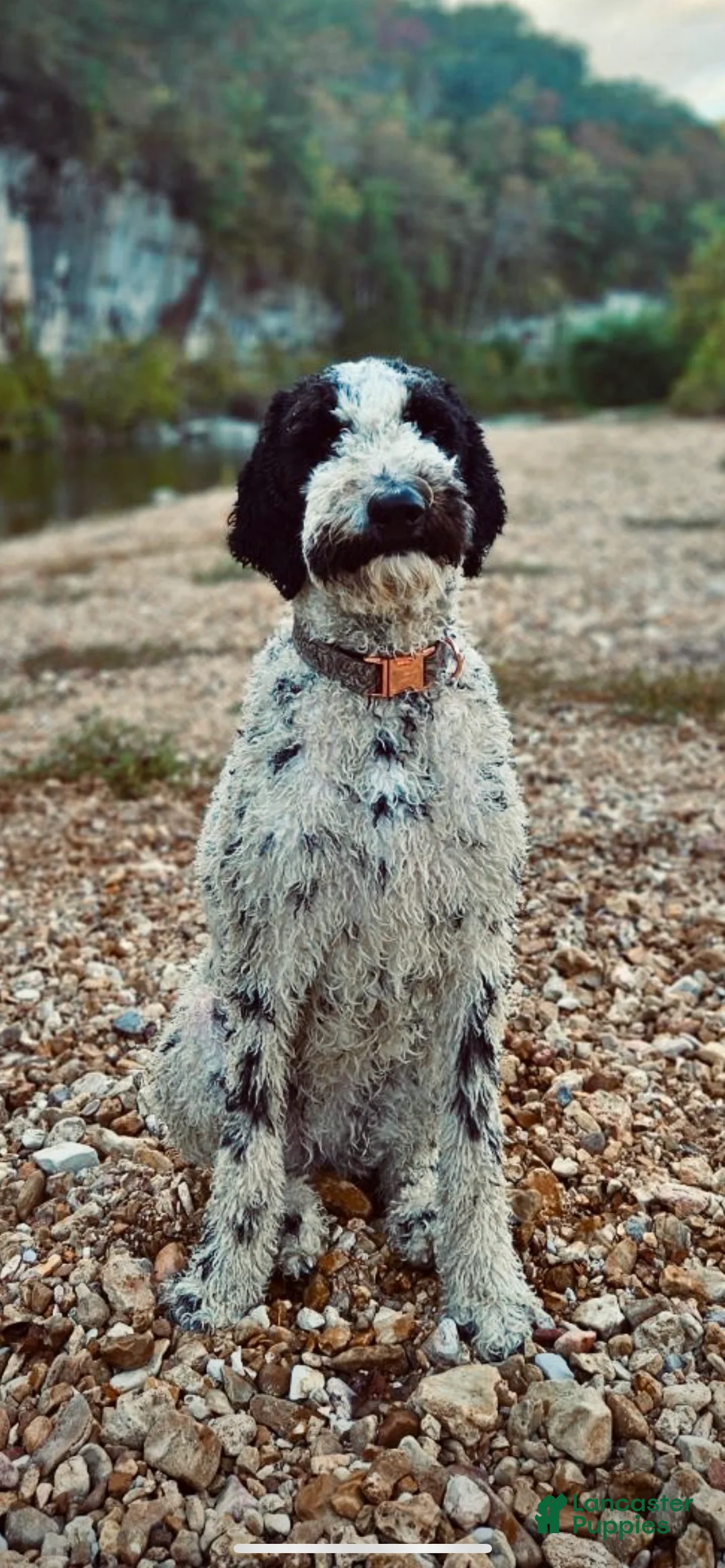 Mixed Breed dogs for sale: Boy 5 - Ad 2