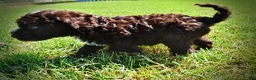 Havapoo dogs for sale: Jasper-LABOR DAY SALE-TAKE $100 OFF!!! - Ad 10