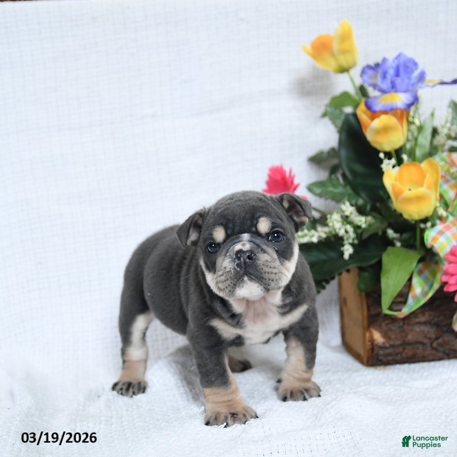 English Bulldog dogs Zeke - Ad 2