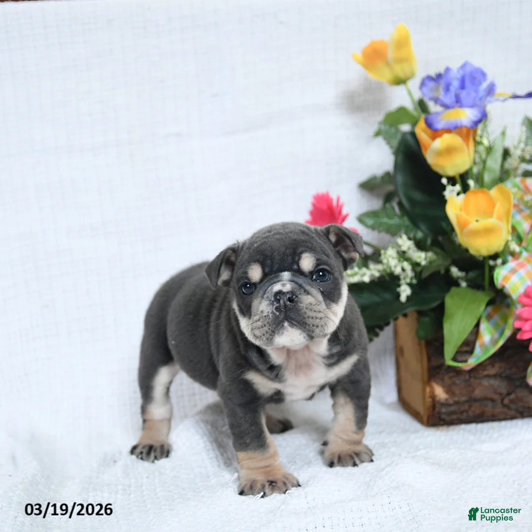 English Bulldog dogs for sale: Zeke - Ad 2