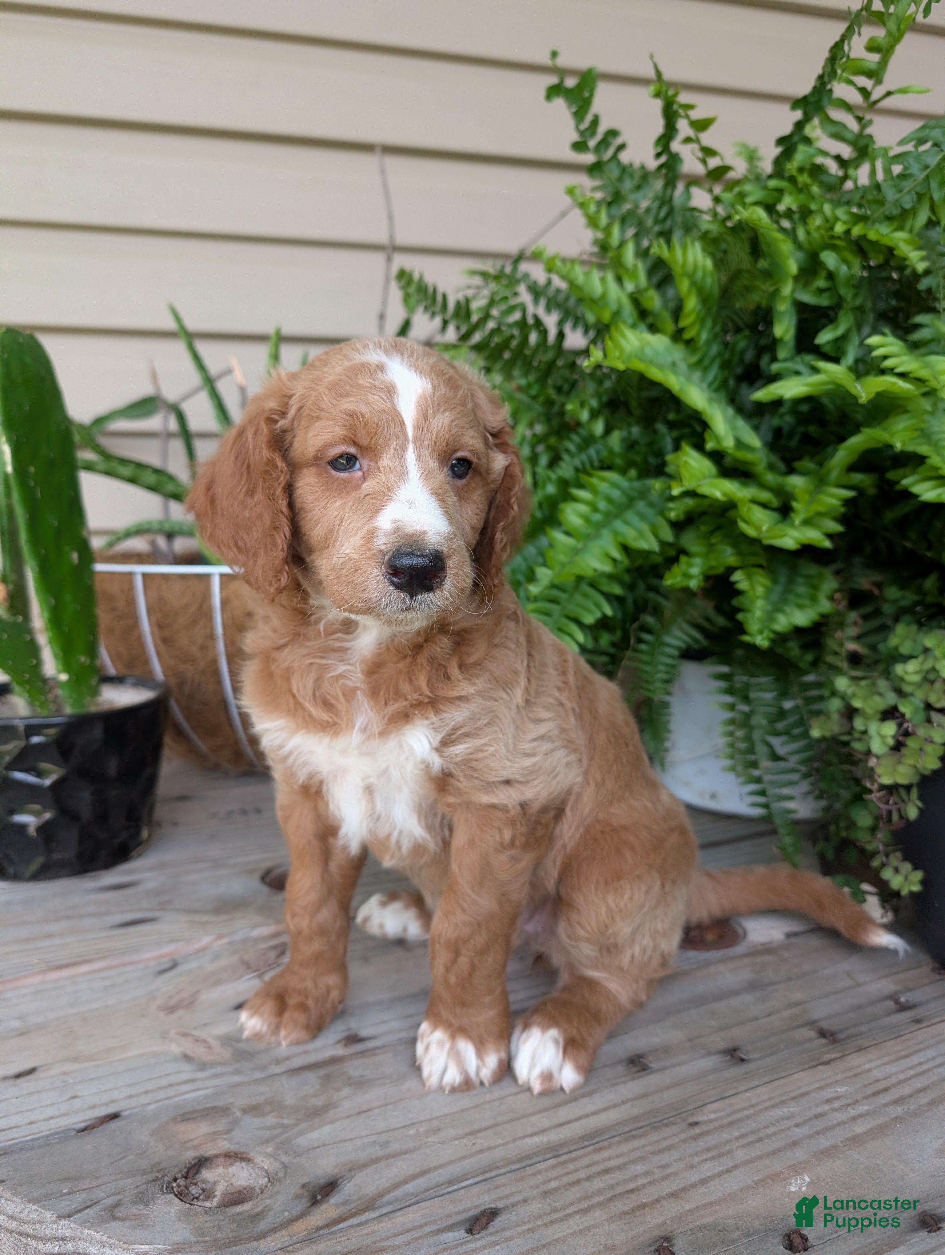 Goldendoodle dogs Lola - Ad 1
