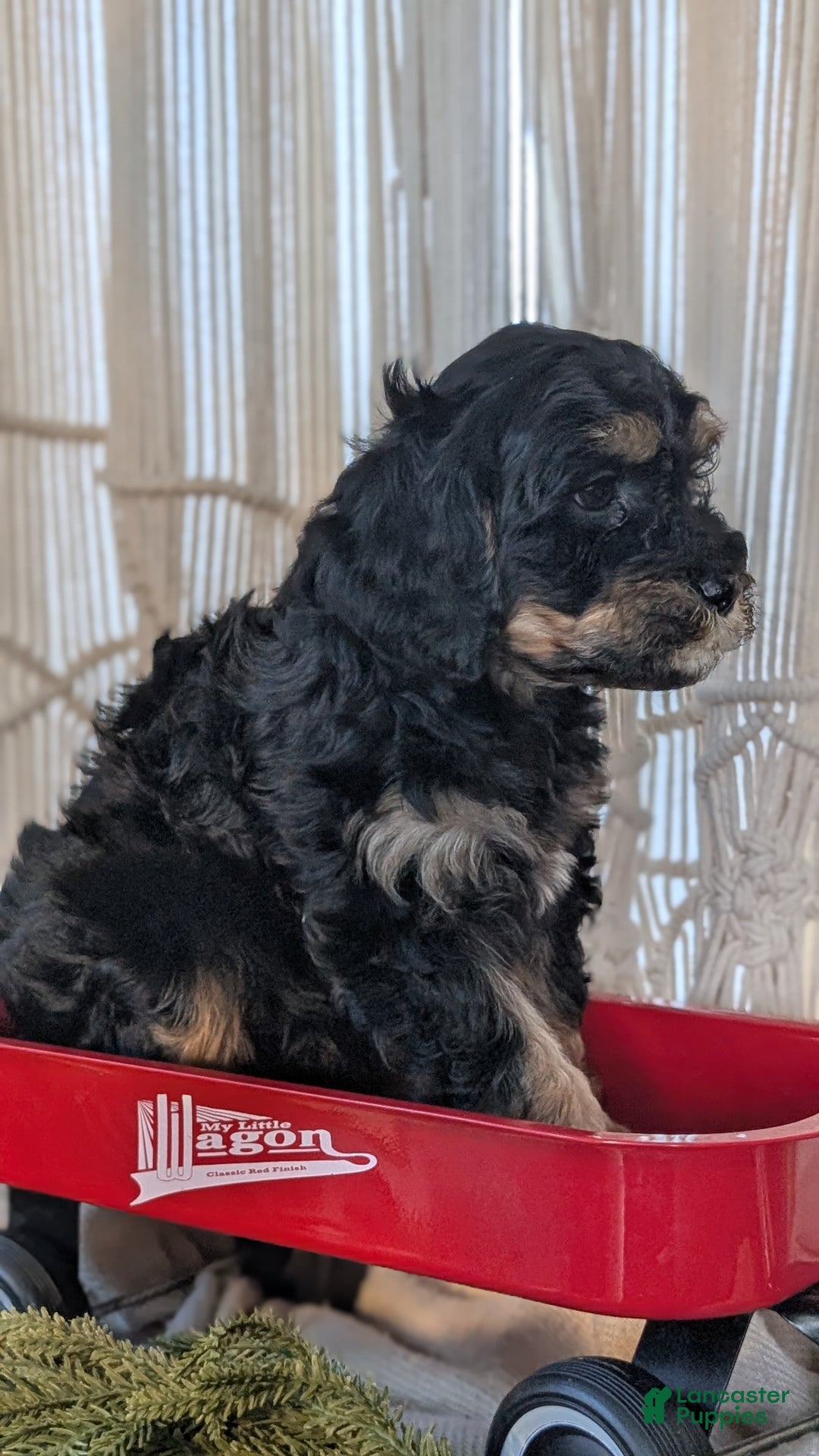 Cavapoo dogs for sale: Andra - Ad 7
