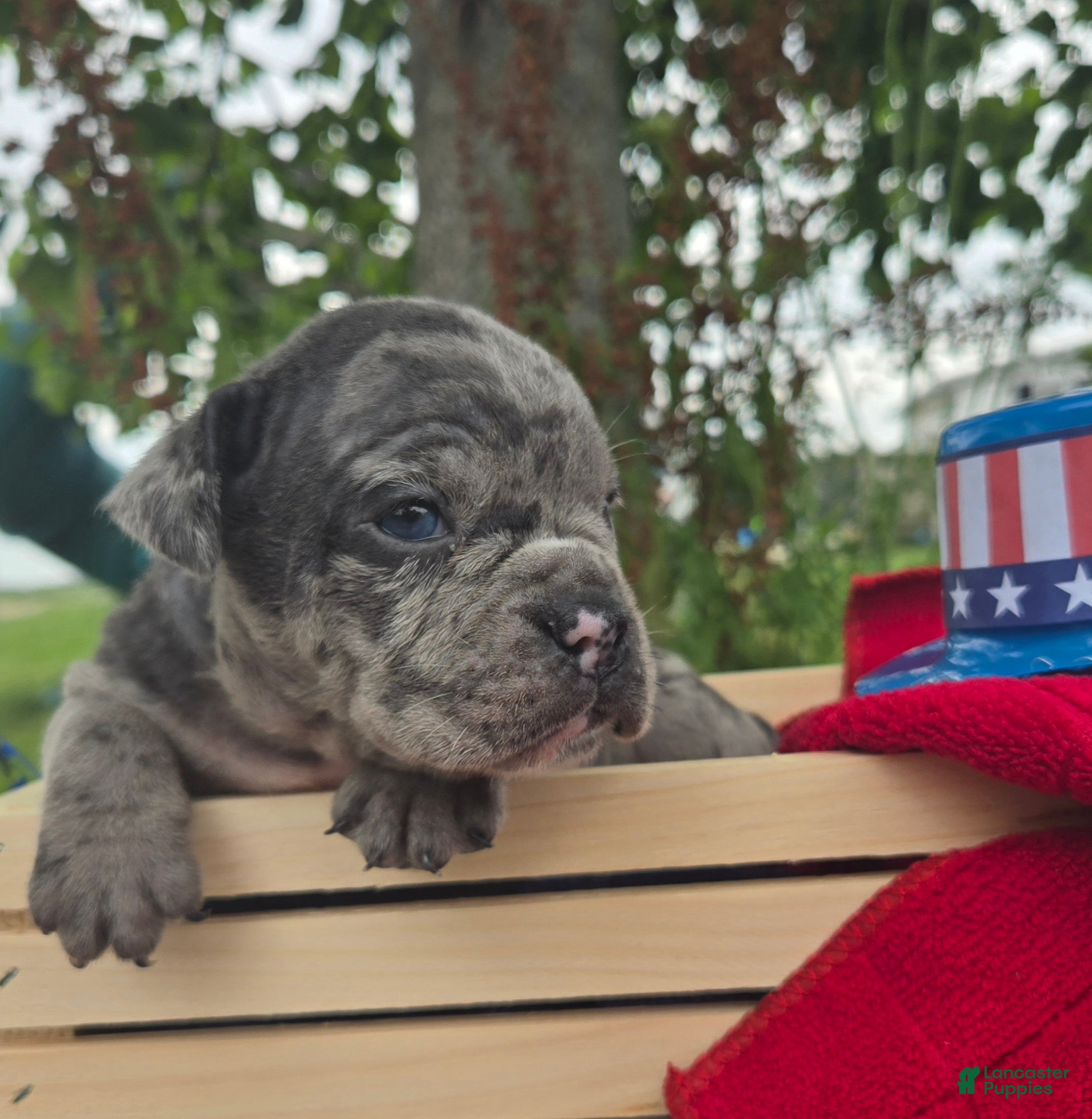 Olde English Bulldogge dogs Marshall - Ad 1
