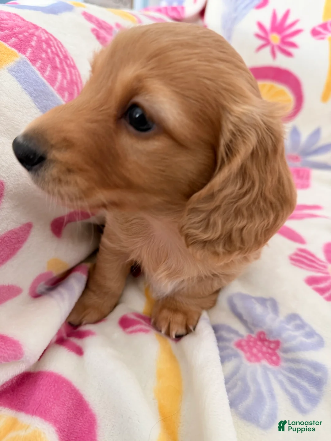 Dachshund dogs for sale: Dachshund Puppy 2 - Ad 2