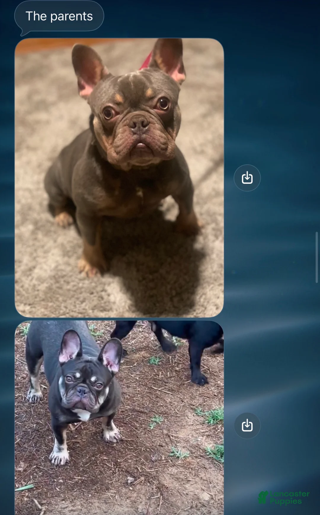 French Bulldog dogs for sale: French Bulldog Puppy 1 - Ad 7