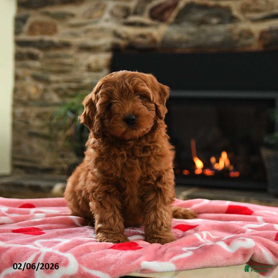 Mini Goldendoodle dogs Casey - Ad 26