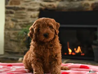 Mini Goldendoodle dogs Casey - Ad 26