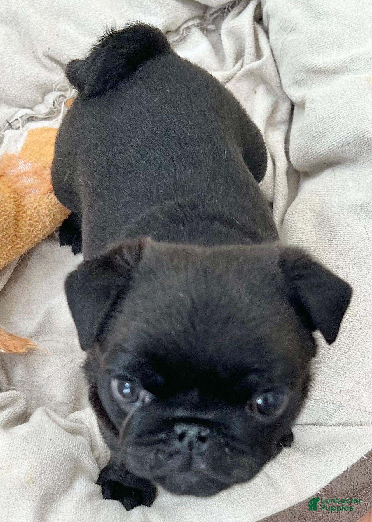 Pug dogs Pug Puppy 1 - Ad 8