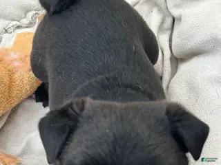 Pug dogs Pug Puppy 1 - Ad 8