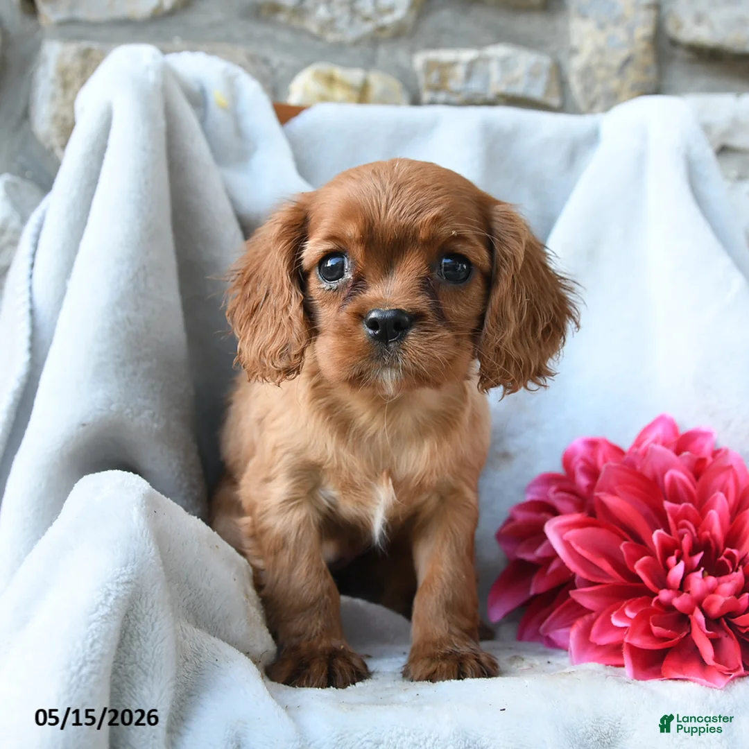 Cavalier King Charles Spaniel dogs for sale: Harper - Ad 2