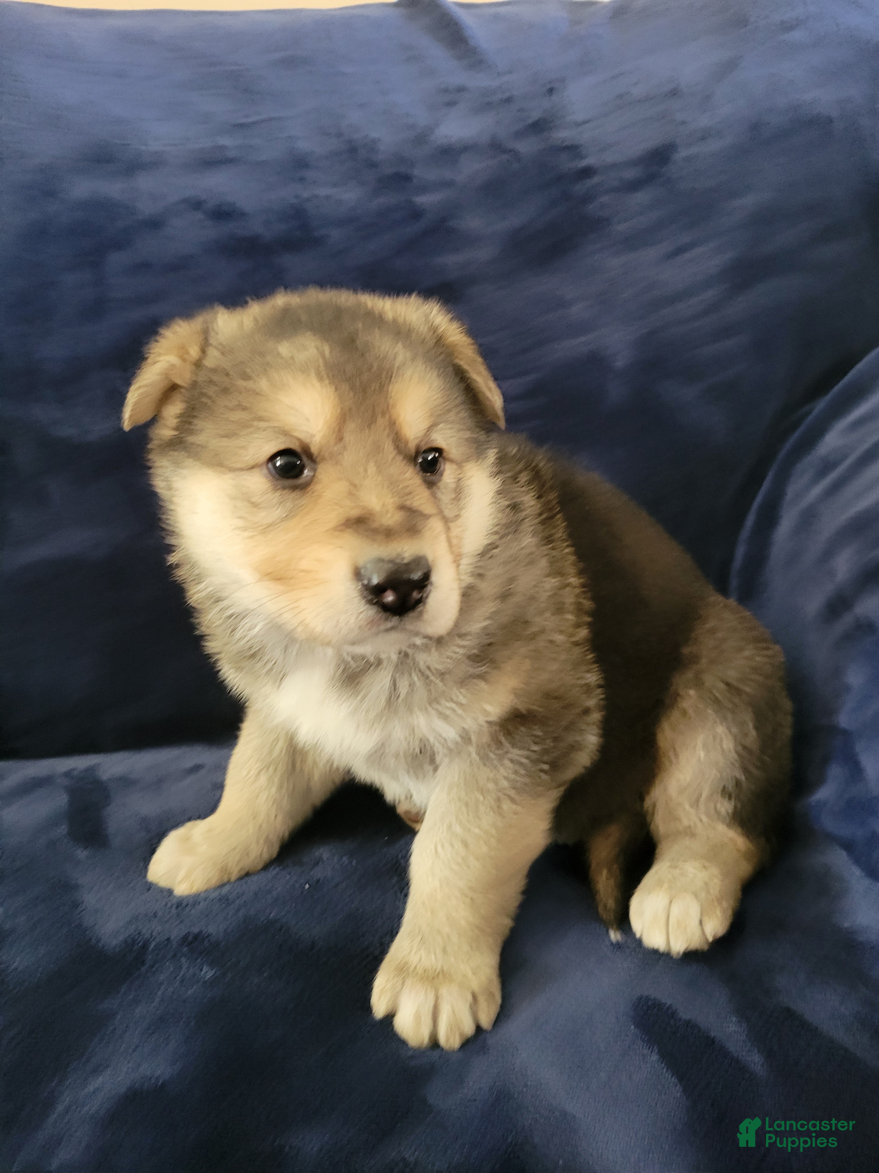 German Shepherd dogs German Shepherd Puppy 1 - Ad 30