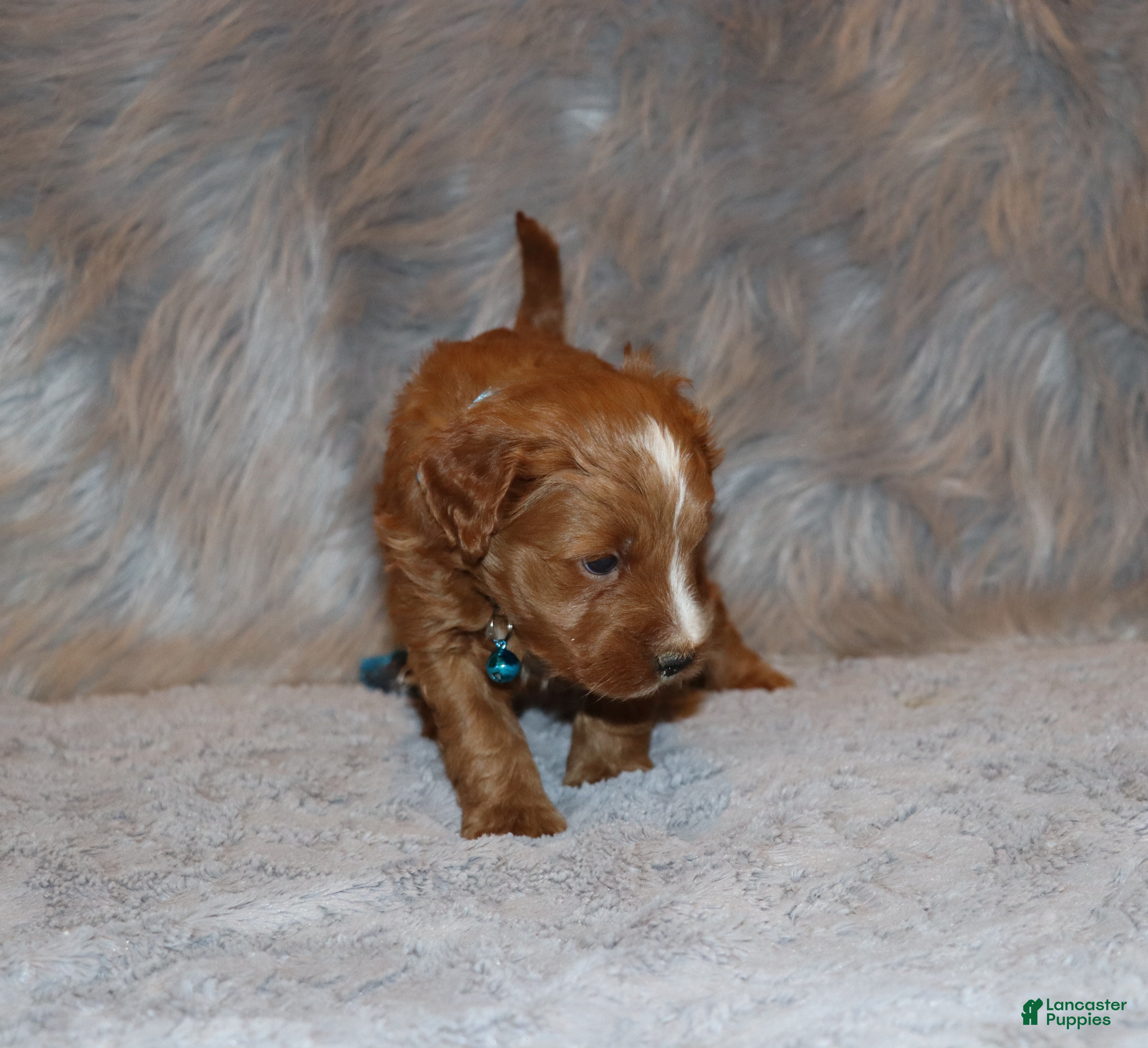 Mini Goldendoodle dogs Waylon 💙 Genetic Clear Parents - Ad 2