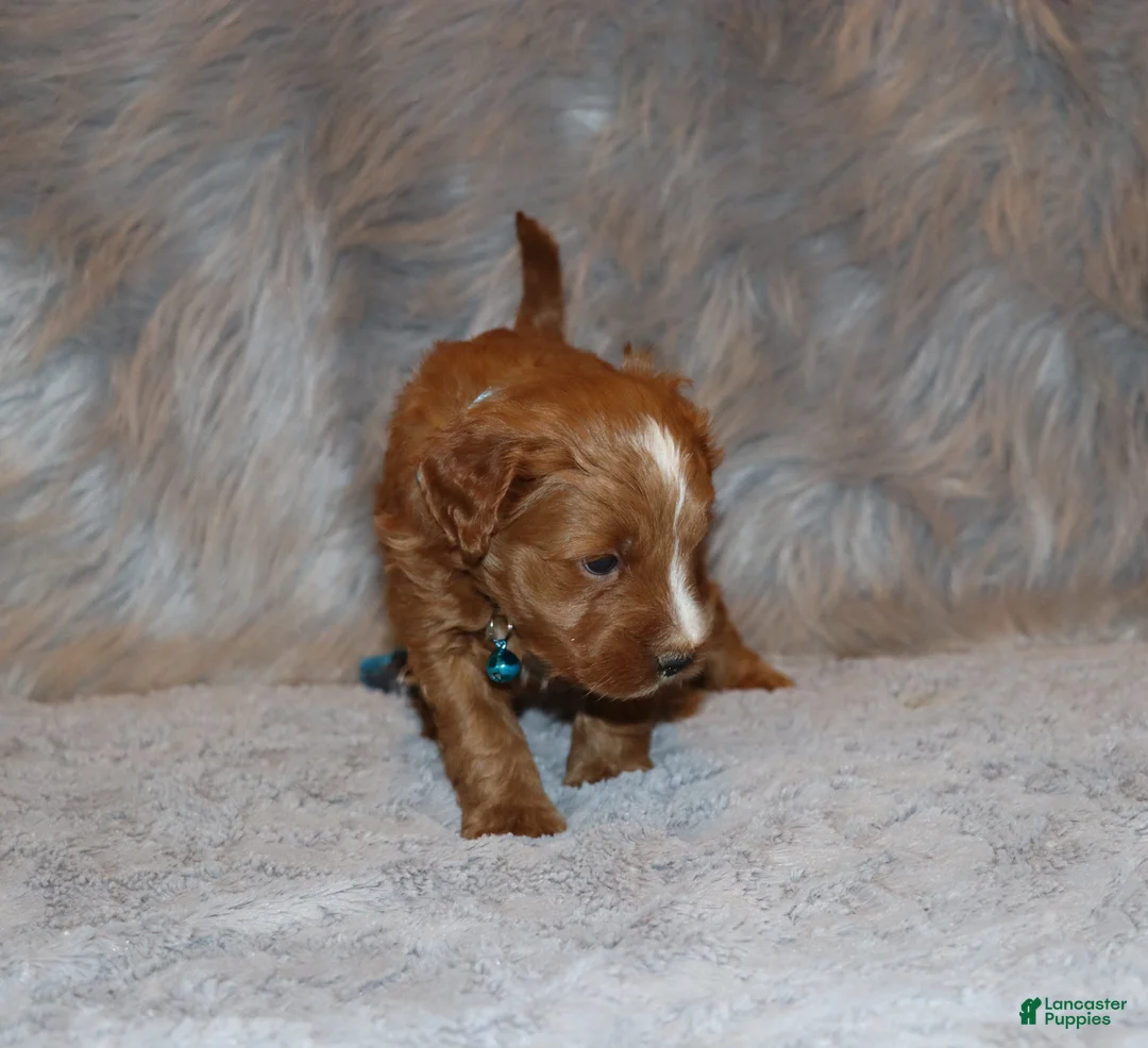 Mini Goldendoodle dogs for sale: Waylon 💙 Genetic Clear Parents - Ad 32