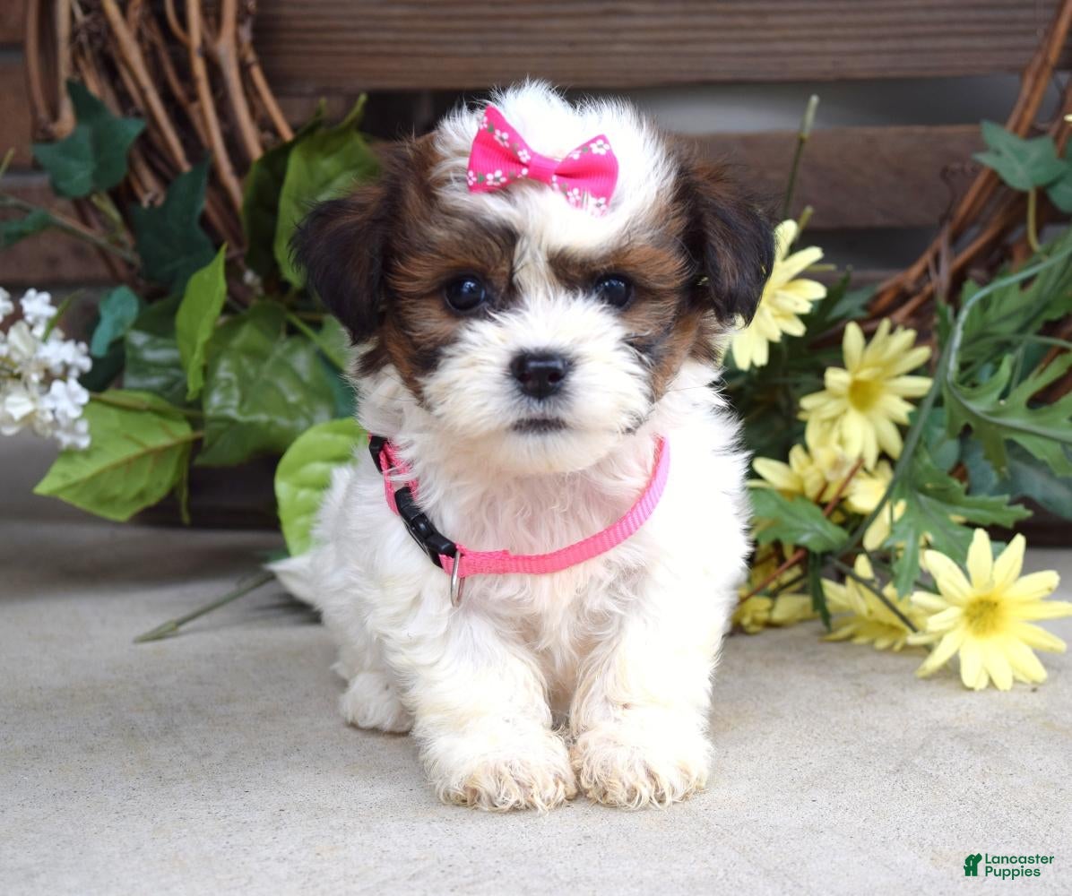 Teddy Bear dogs Daisy - Ad 2