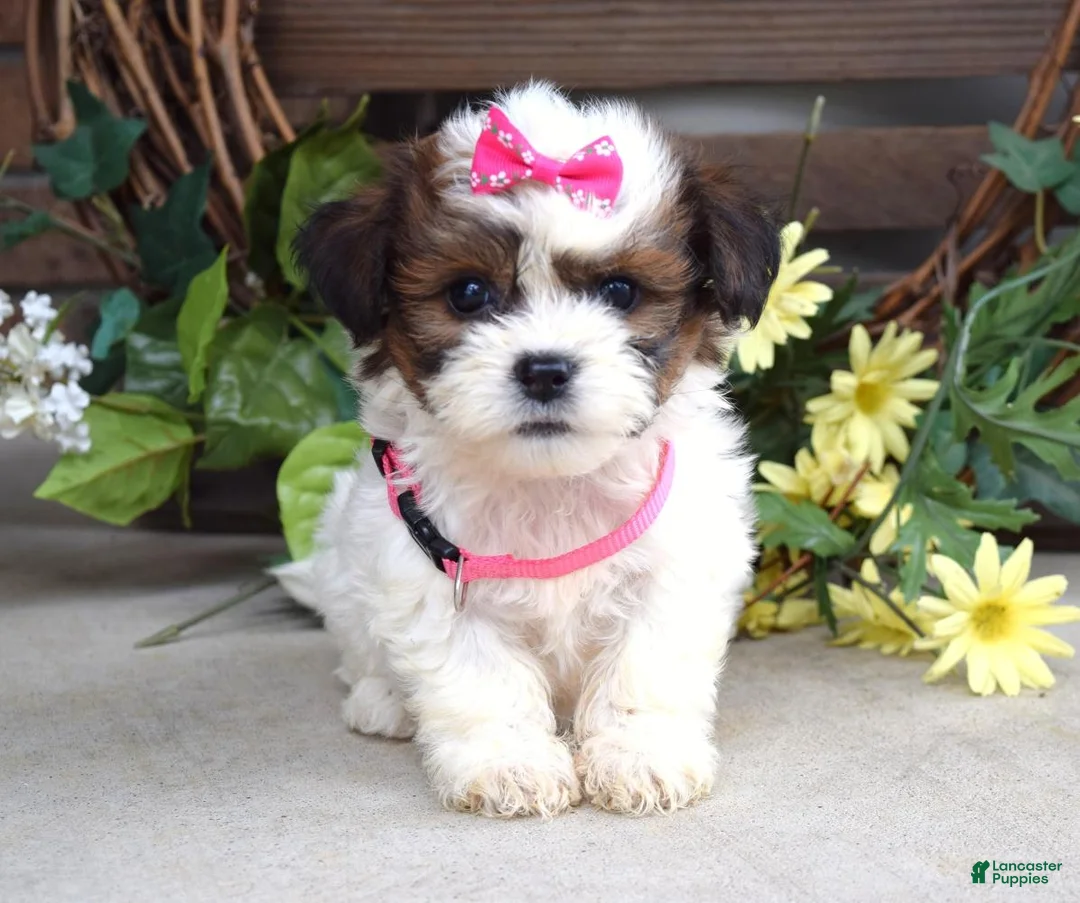 Teddy Bear dogs for sale: Daisy - Ad 2