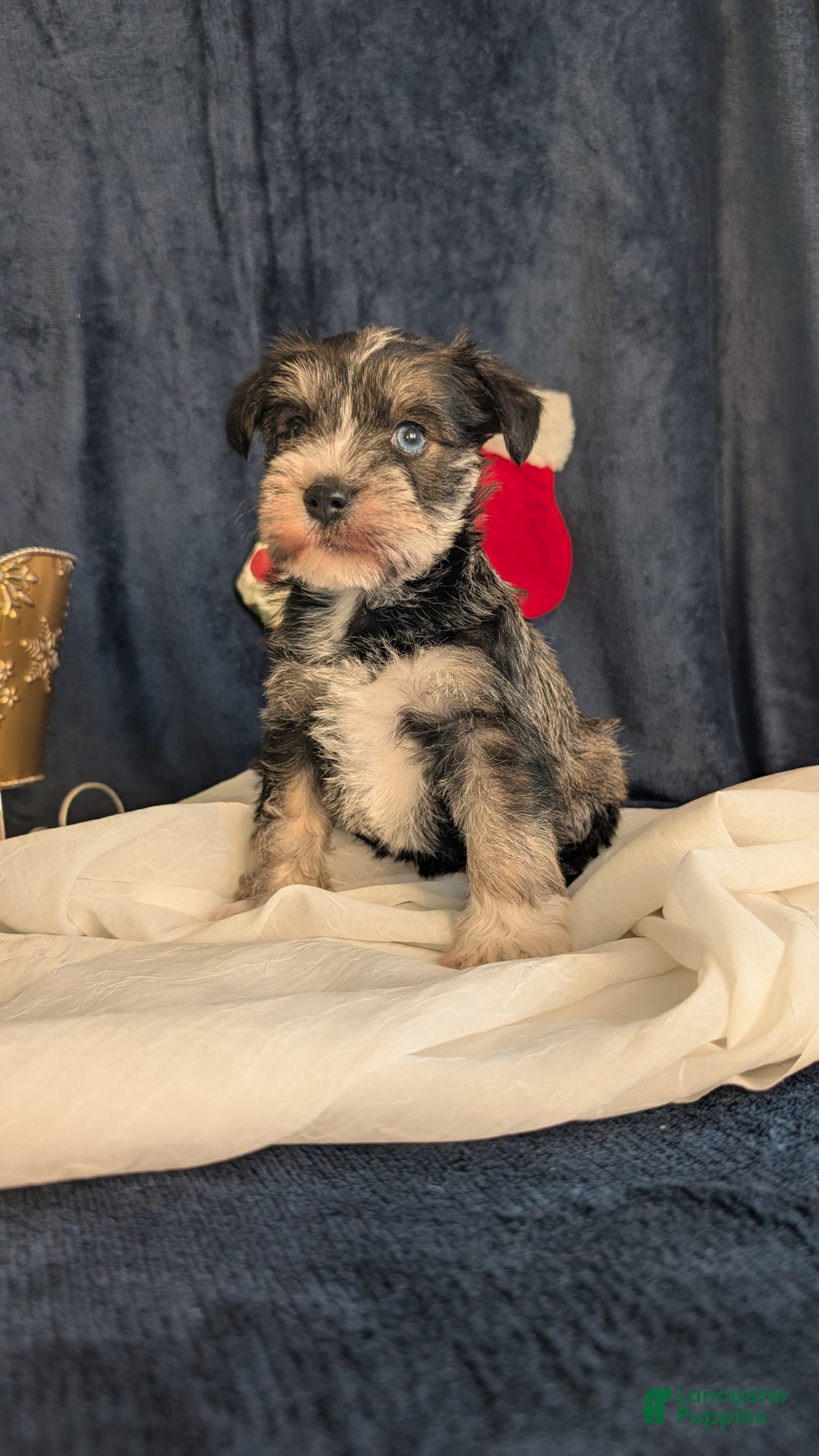 Miniature Schnauzer dogs for sale: Willow  - Ad 4