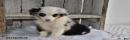 Australian Shepherd dogs for sale: Charlie - Ad 1