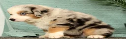 Miniature Australian Shepherd dogs for sale: Jimmy - Ad 6