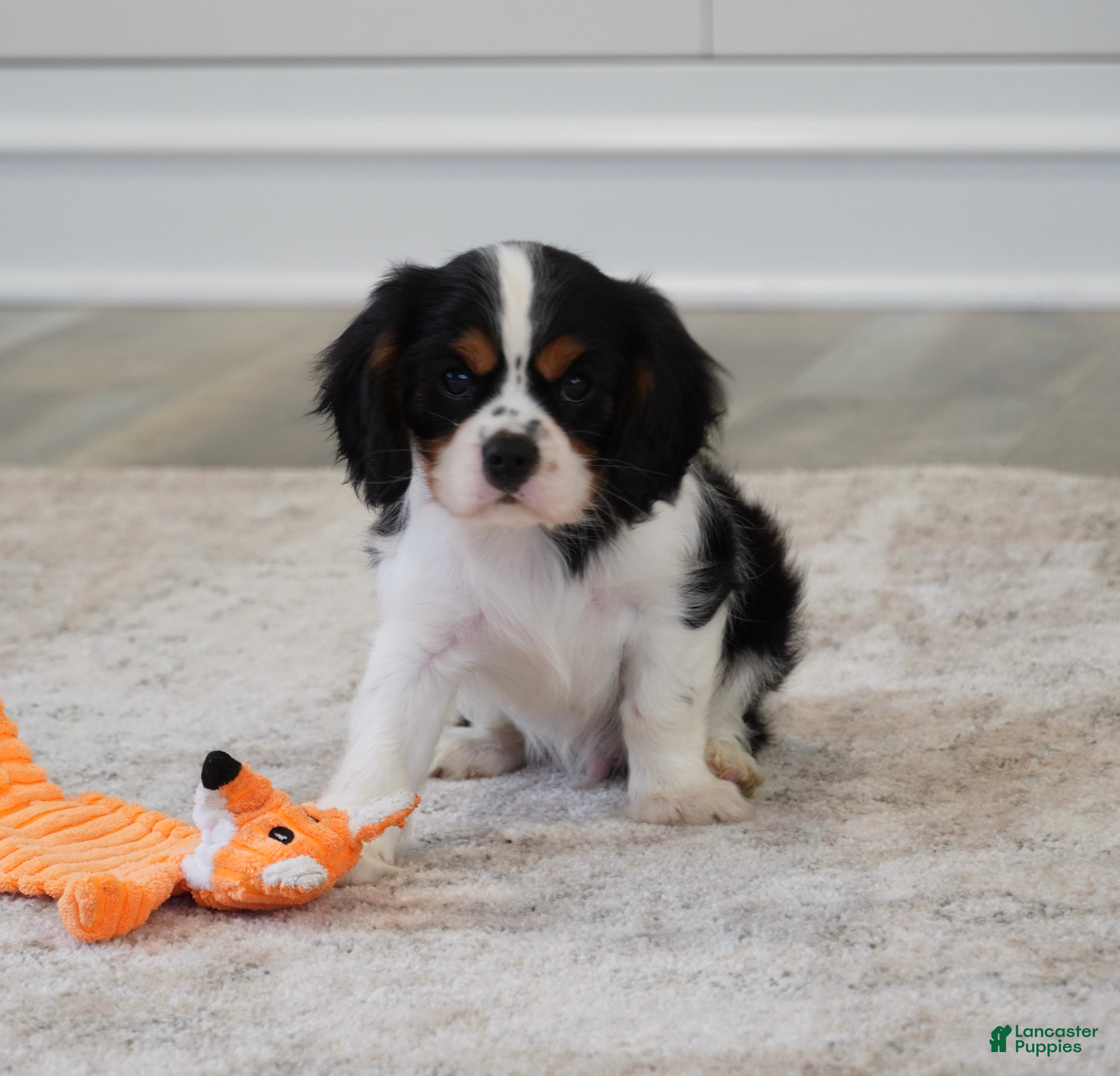 Cavalier King Charles Spaniel dogs Rowan - Ad 2