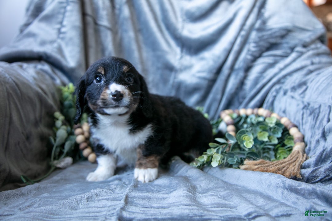 Mixed Breed dogs for sale: Duke - Ad 3