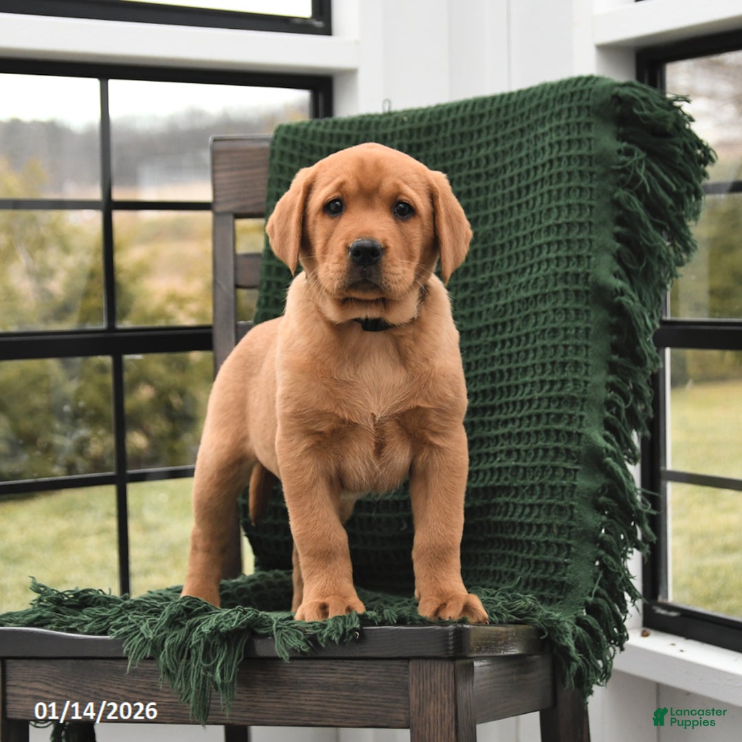 Labrador Retriever dogs for sale: Lulu - Ad 4