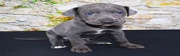 Great Dane dogs for sale: Woogie - Ad 20
