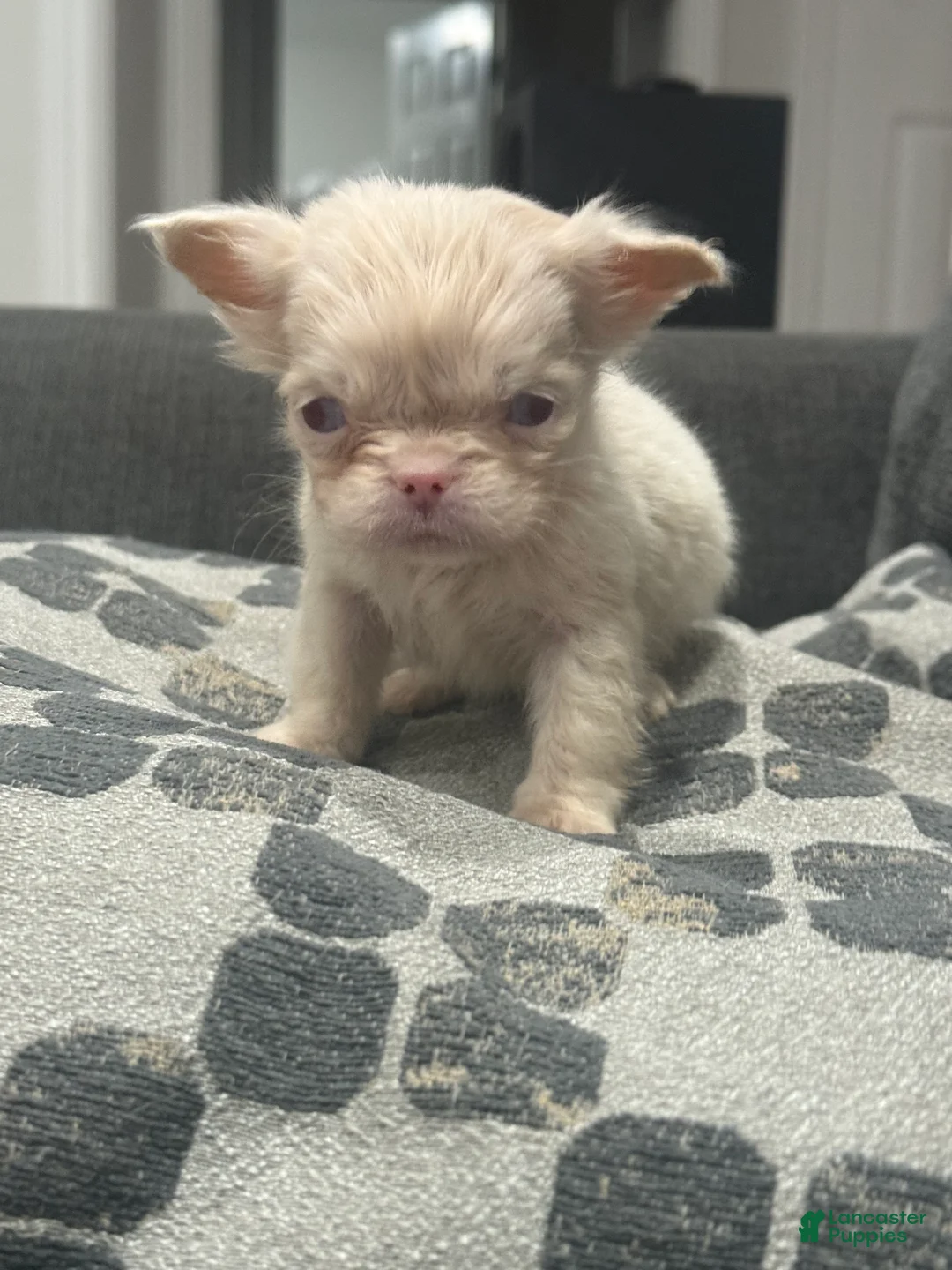 French Bulldog dogs for sale:  Ewok - Ad 1