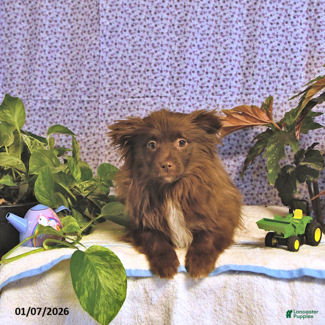 Mixed Breed dogs for sale: Darby - Ad 3