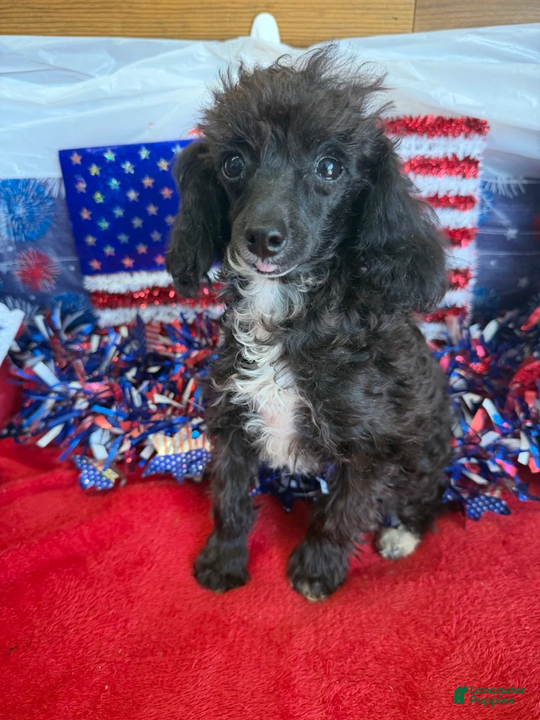 Toy Poodle dogs for sale: Lady - Ad 4