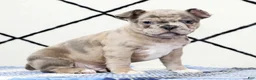Frenchton dogs for sale: Frisky - Ad 1