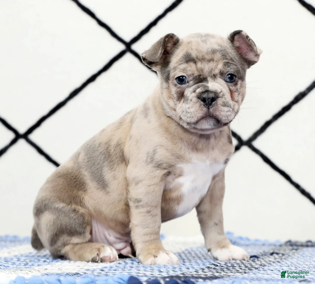 Frenchton dogs for sale: Frisky - Ad 1